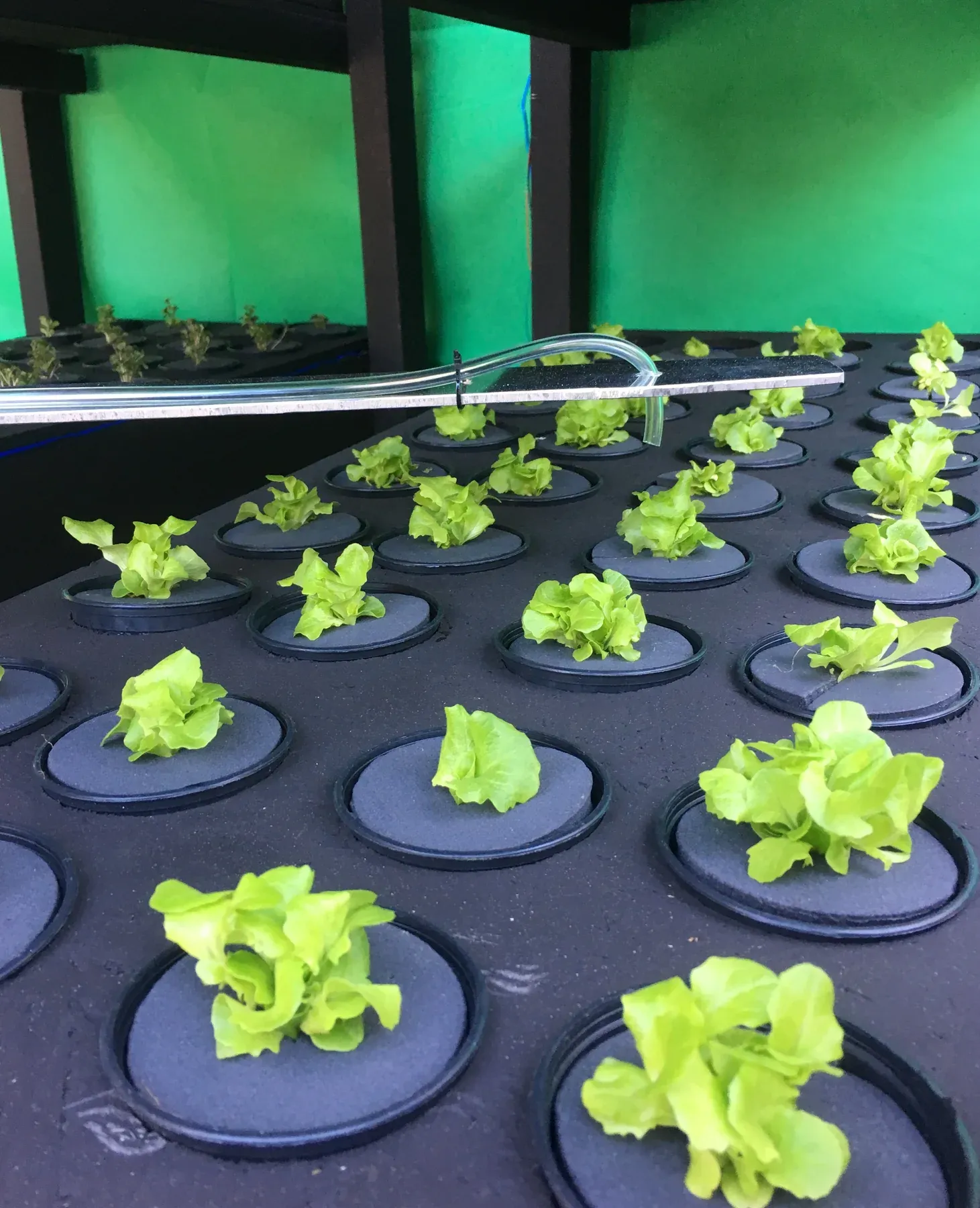 Lettuce growing in the garden robot